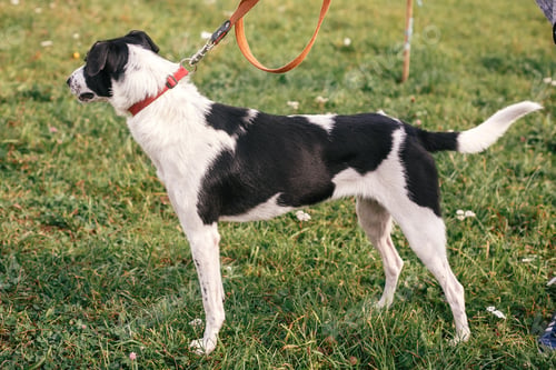 Preview: Cute stray black and white dog walking and playing in green summer park