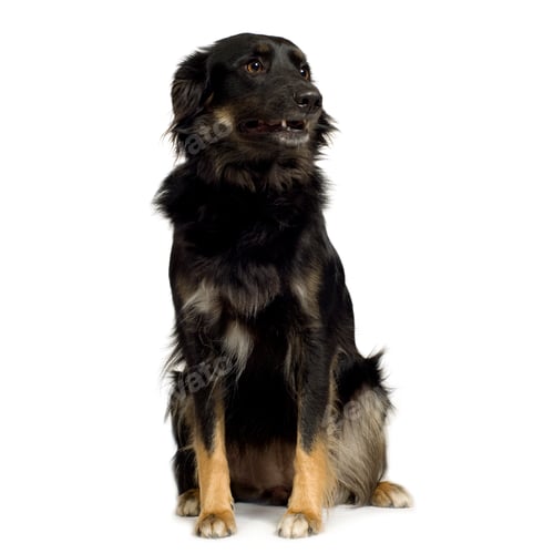 Preview: Border Collie (3 years)