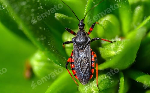 Preview: Macro photography - a bug on green plant