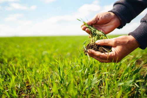 Preview: Young Green wheat seedlings in the hands of a farmer. Agronomist checks and explores sprouts of rye.
