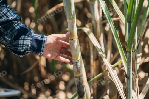 Preview: Farmers are inspecting the quality of sugarcane in farm, monitoring agricultural produce.