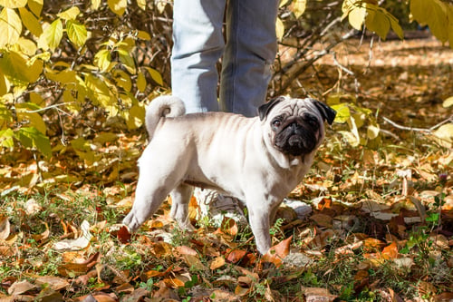Preview: Beige pug dog walking with its owner on the leaves in autumn.