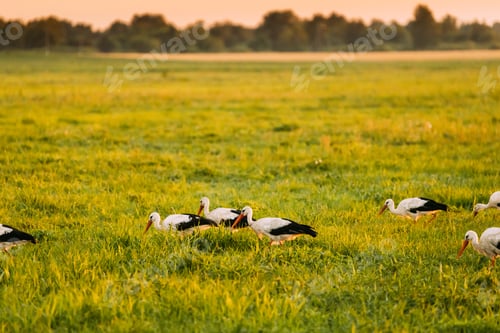 Preview: Group Of European White Storks Ciconia Ciconia Feeding In Summer Meadow. Wild Birds In Sunny Evening