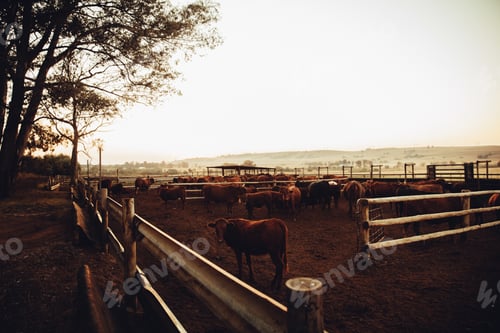 Preview: Wide angle shot of a farm with cows