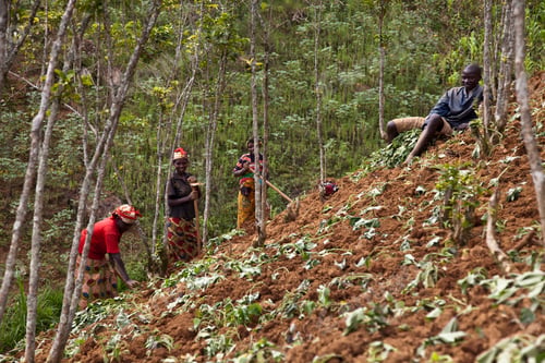 Preview: People working on a hillside farm