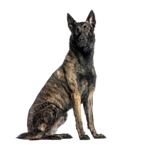 Preview: Dutch Shepherd dog sitting and looking away, isolated on white