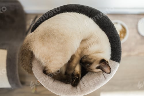 Preview: Small siamese cat sleeping on her cat's bed with soft cozy environment top view copy space. Pet