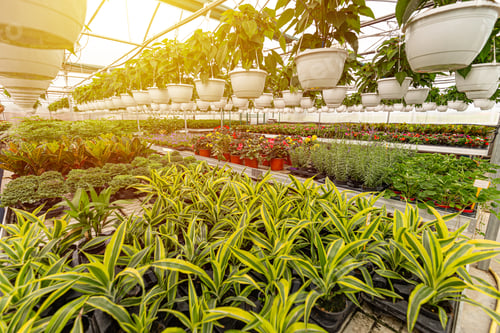 Preview: Nursery of flowers