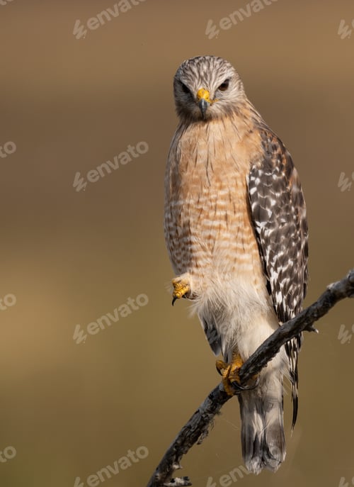 Preview: A Red Shouldered Hawk