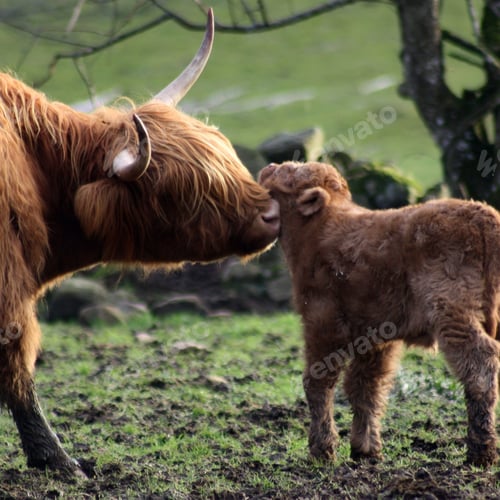 Preview: Highland cattle cow with her newborn little calf, pampering, caring, loving her furry baby