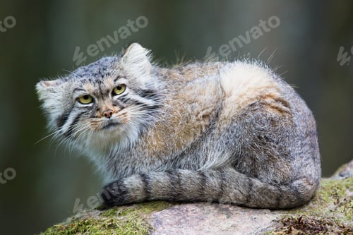 Preview: Pallas cat