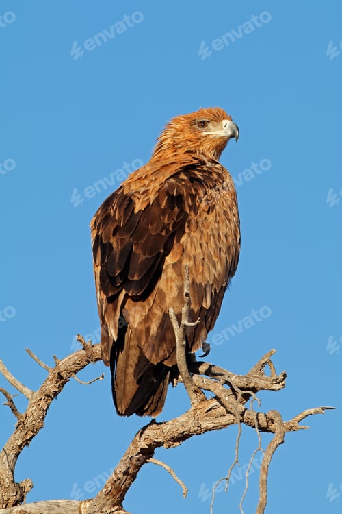 Preview: Tawny eagle perched on a tree