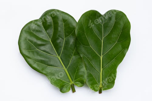 Preview: Green leaves of ficus lyrate tree on white