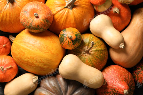 Preview: Many different pumpkins as background, closeup. Autumn holidays