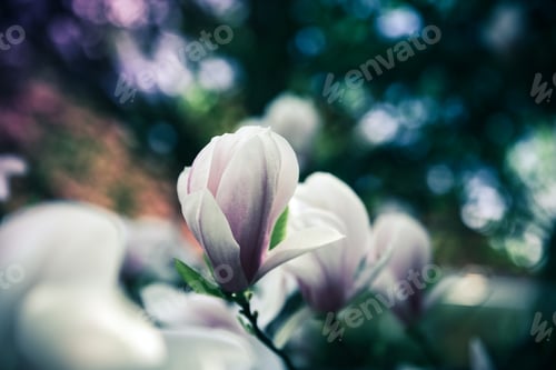Preview: Beautiful close up magnolia flowers. Blooming magnolia tree in the spring. Selective focus