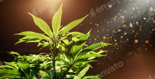 Preview: Green cannabis leaf close up on black background with sunbeam and glo