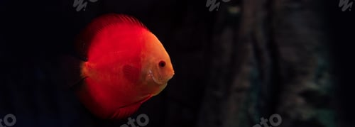 Preview: red fish swimming under water in dark aquarium, panoramic shot