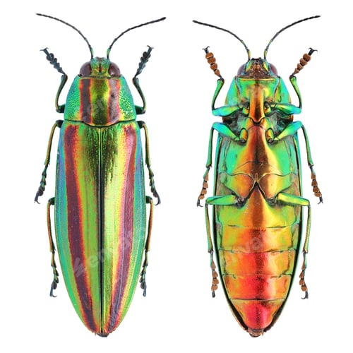 Preview: Insect collection of beautiful jewel beetles. Chrysochroa fulgidissima