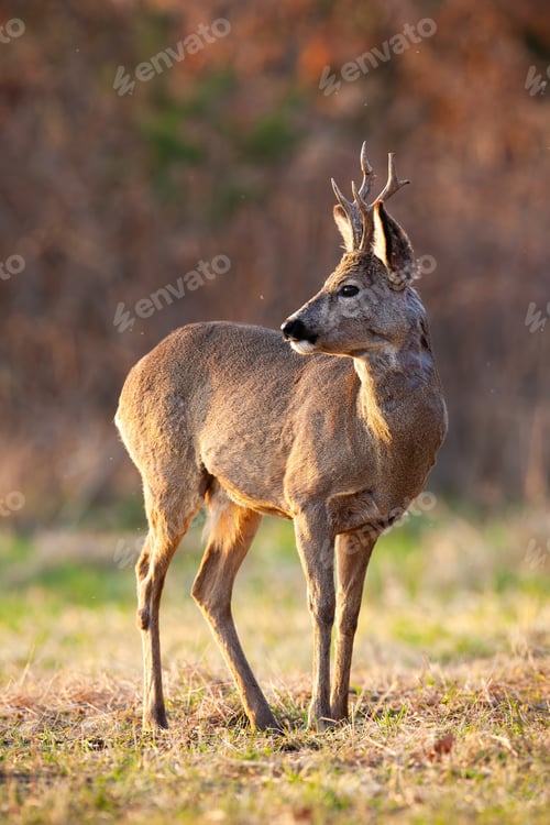 Preview: Roe deer observing on dry field in autumn in vertical shot
