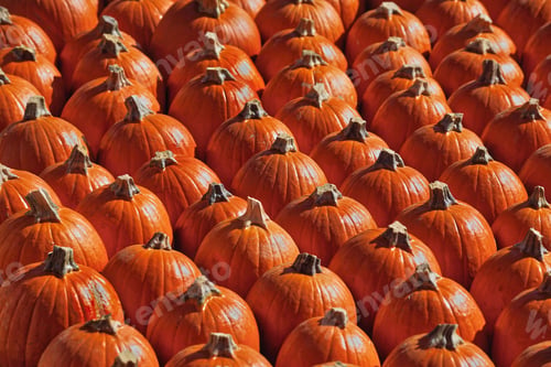 Preview: Rows and rows of orange pumpkins at the pumpkin patch. Background, wallpaper