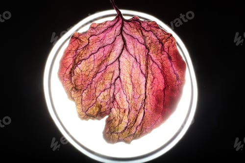 Preview: Dry Leaf Texture Abstract Background