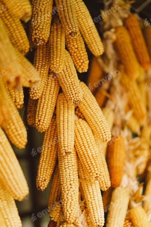 Preview: Dry corn hanging on wooden wall. Dried corn cobs.
