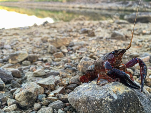 Preview: Red crayfish on top of a stone near a swamp