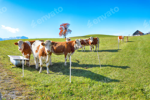 Preview: Amazing view of Alpine green fields and cows at meadow near Abtenau village at autumn sunny day.