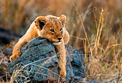 Preview: A lion cub, Panthera leo, lies on a boulder, draping its fron legs over the rock, looking away,