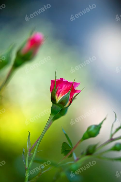 Preview: Rosebuds in a garden