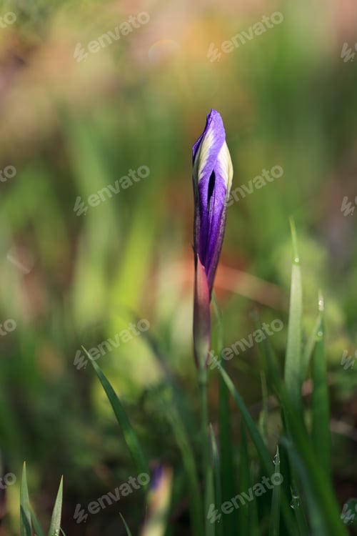 Preview: mountain iris