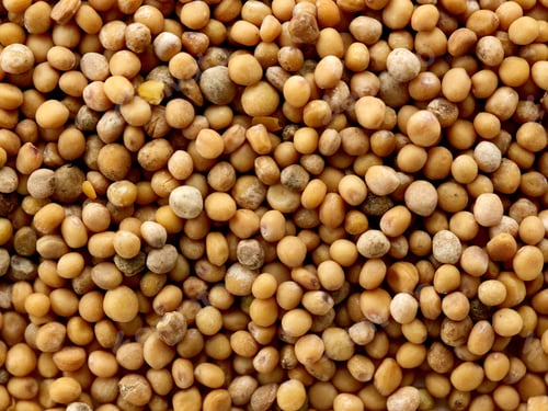Preview: mustard seed background