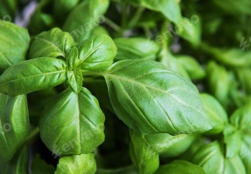 Preview: Fresh basil