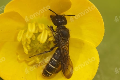 Preview: Closeup on large scissor bee, Chelostoma florisomne, in a yellow buttercup flower, Ranunculus acris