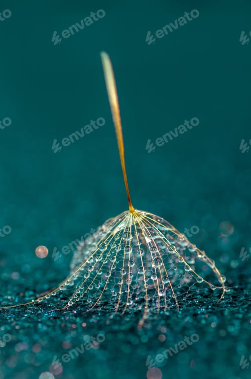 Preview: Water drops on a dandelion fluff close-up on a turquoise background.