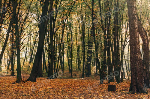 Preview: Yellow fallen leaves in autumn forest with trees