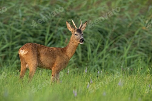 Preview: Roe deer buck standing on grassland in summertime nature