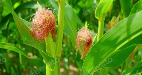 Preview: Close-up of green young cobs of corn ripen in field. Agriculture. Farming concept. Harvesting