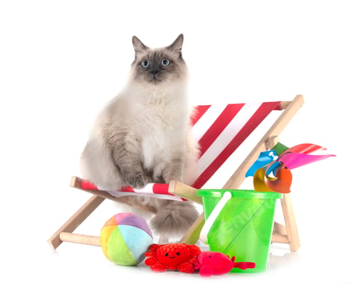 Preview: siberian cat in studio