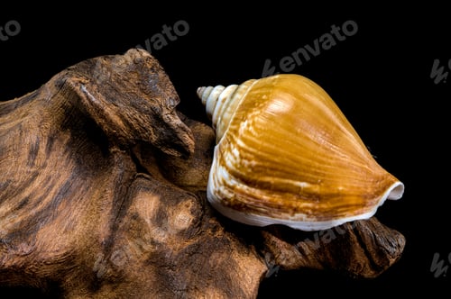 Preview: Laevistrombus canarium shell isolated on driftwood