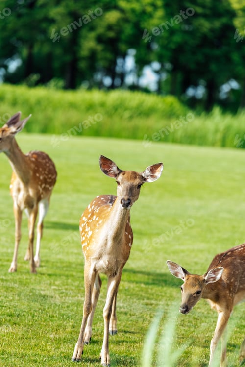 Preview: herd of beautiful young brown deer standing on green meadow in park