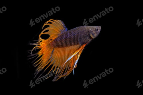 Preview: Orange Crown Tail Betta Fish