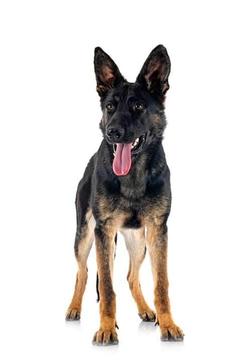 Preview: young german shepherd