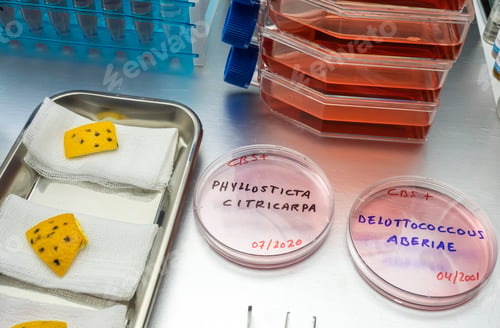 Preview: Samples of a tiny fungus in oranges called Phyllosticta citricarpa or black spot