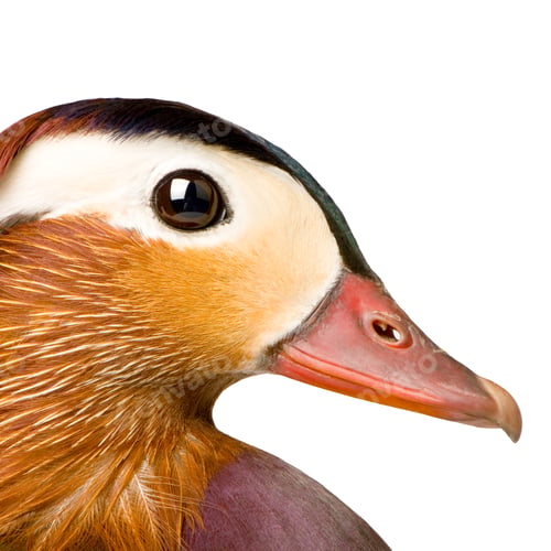 Preview: Mandarin Duck