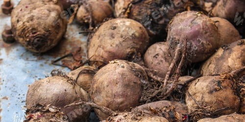 Preview: Beet Harvest Beetroot (Many Fruits Of Beets That Just Dug From The Ground) Concept. Food