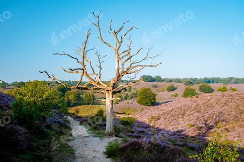 Preview: Posbank National park Veluwe, purple pink heather in bloom, blooming heater on the Veluwe