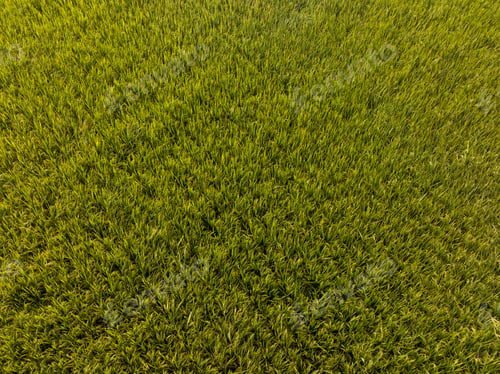 Preview: Aerial view of the rice field from drone
