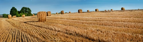 Preview: Yellow straw bales of hay in the stubble field at summertime