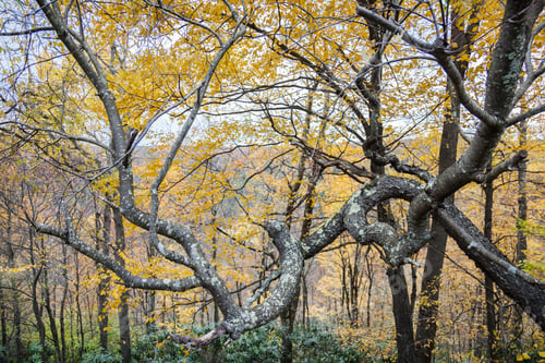 Preview: Horizontal shot of torturous trees and branches in fall colors on an autumn afternoon